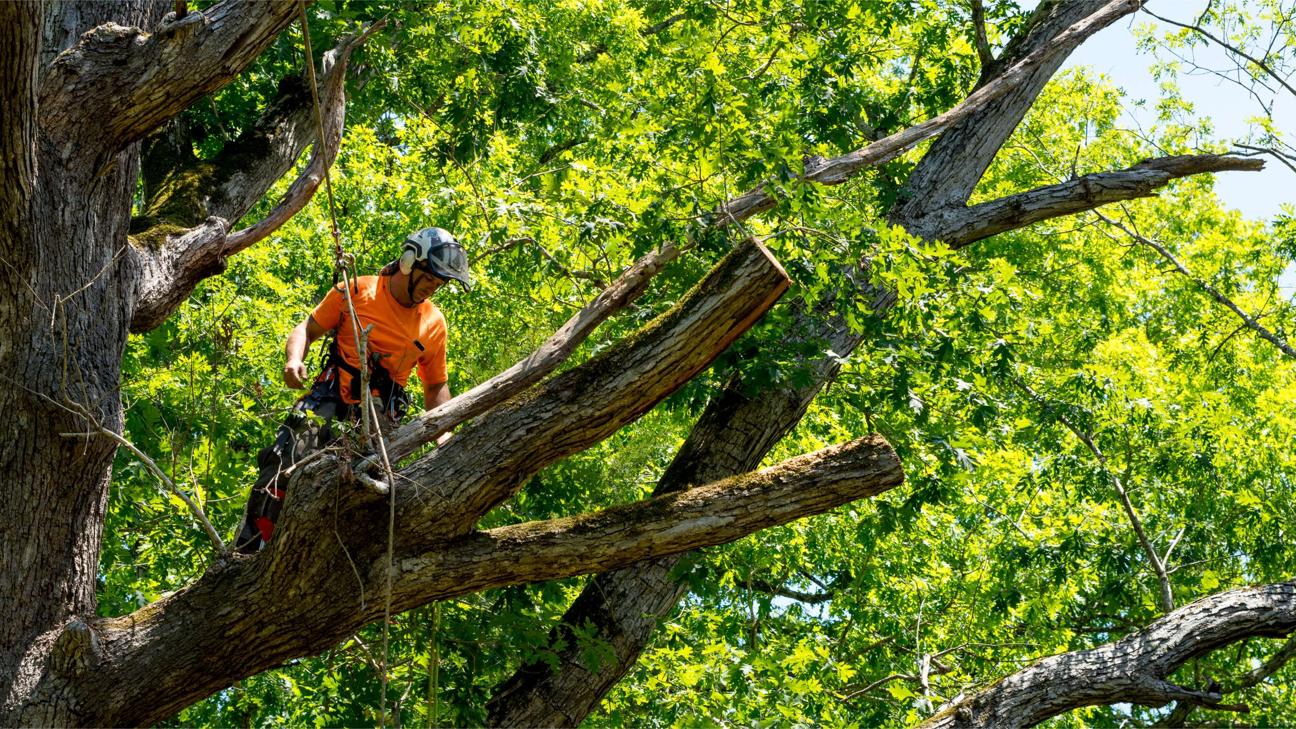 Luxury Tree Services (1)