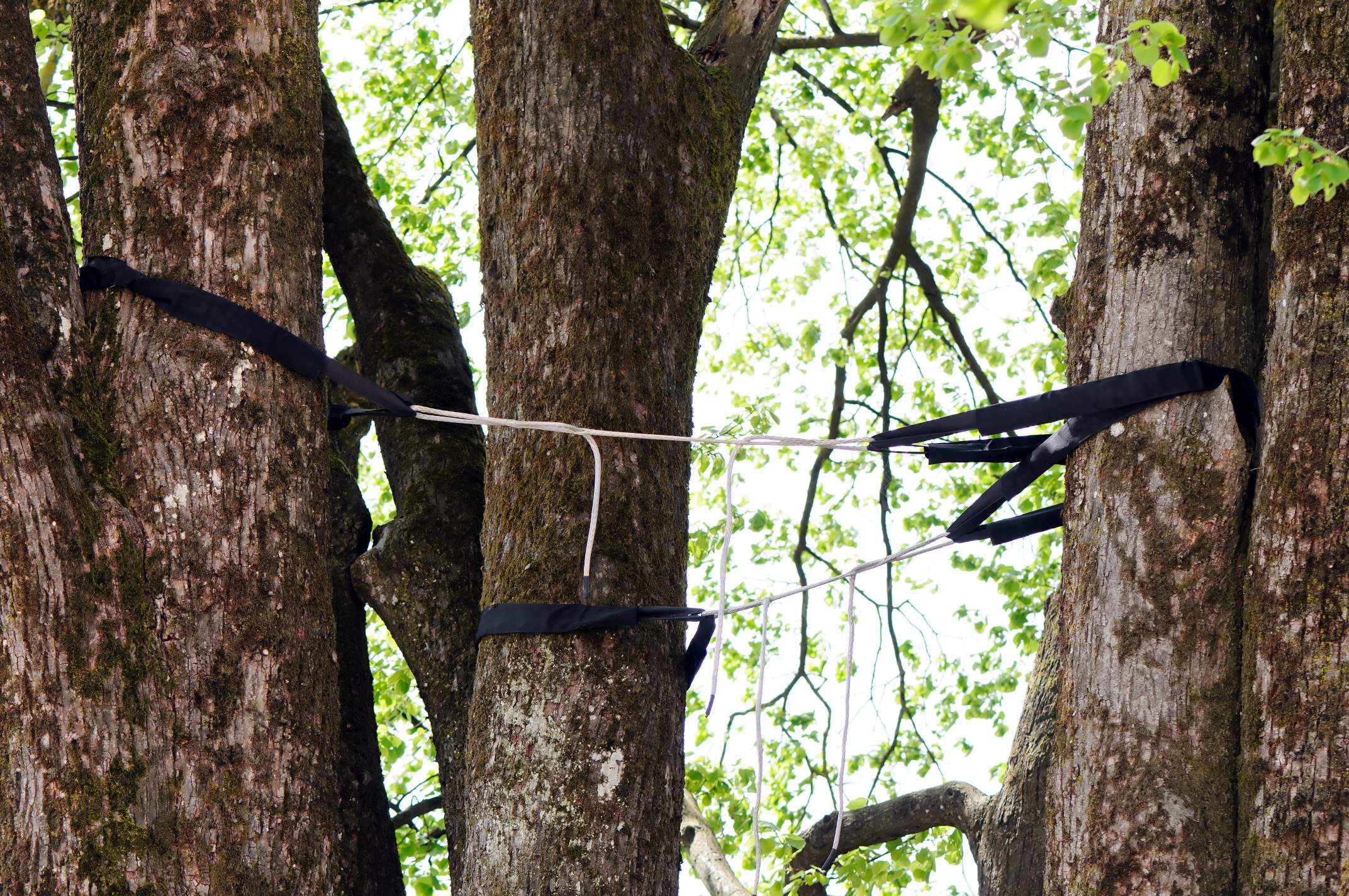Luxury Tree Services (2)