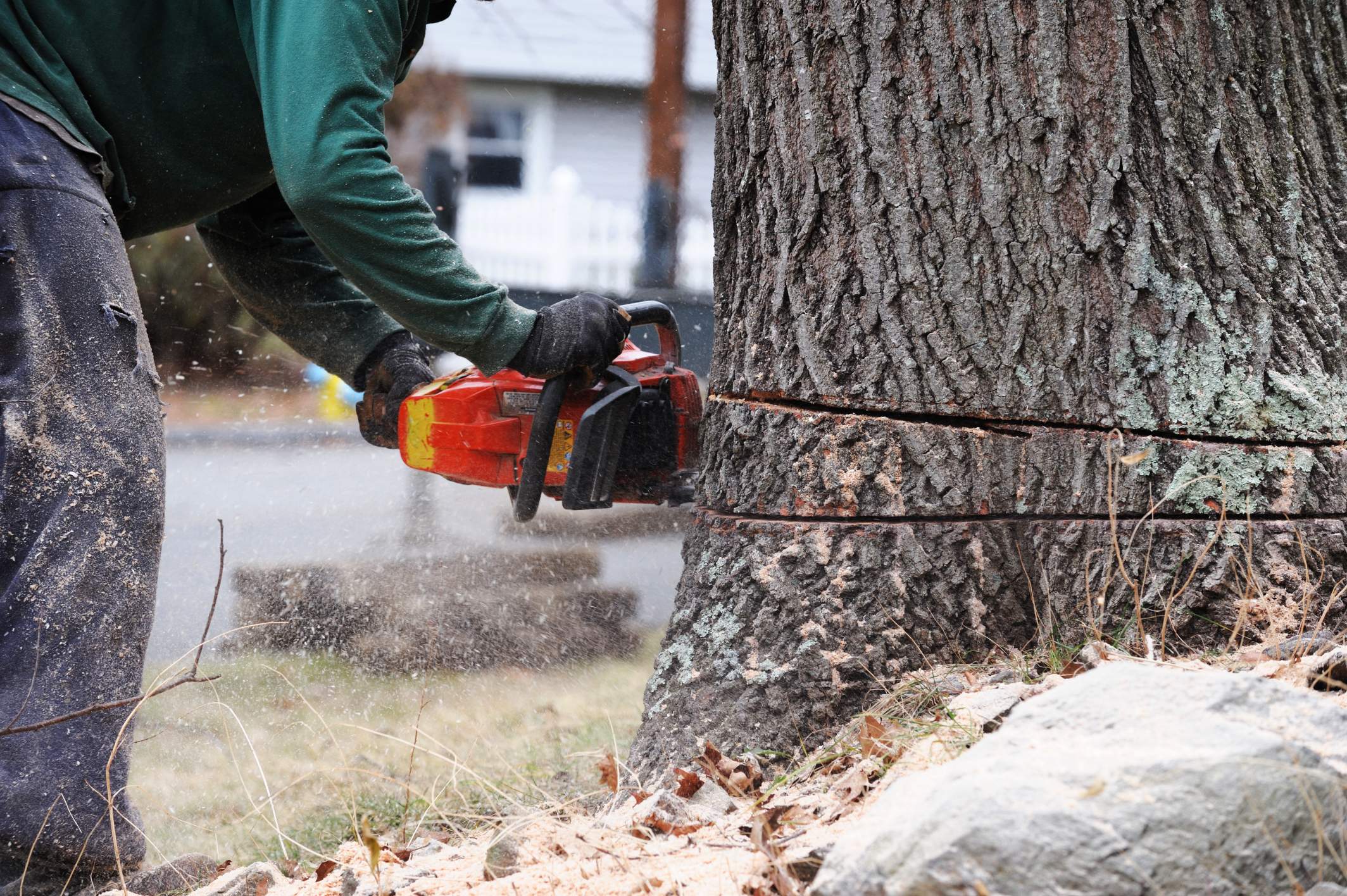 Luxury Tree Services (4)