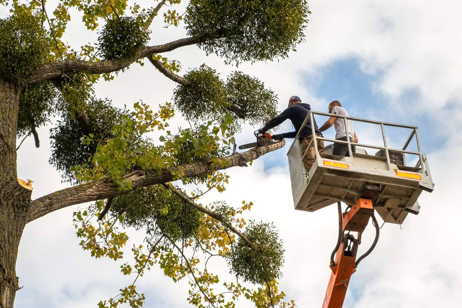 Luxury Tree Services (7)